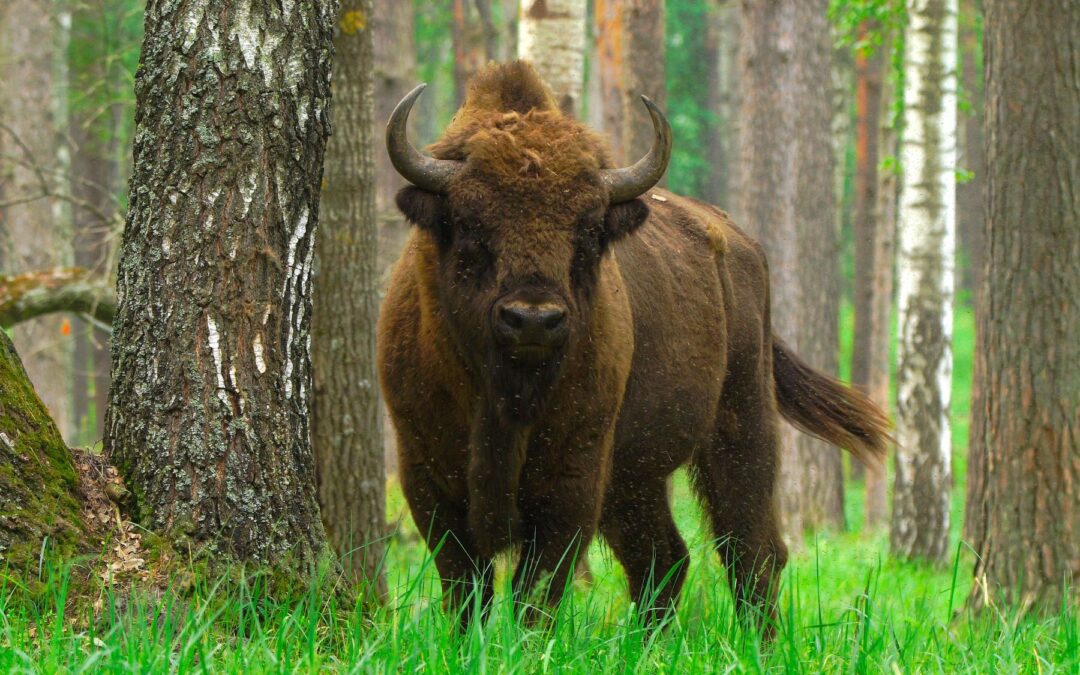 BIAŁOWIEŻA – CO ZOBACZYĆ W KRAINIE ŻUBRÓW?