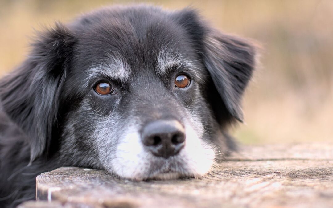 WEŹ PSIAKA ZE SCHRONISKA