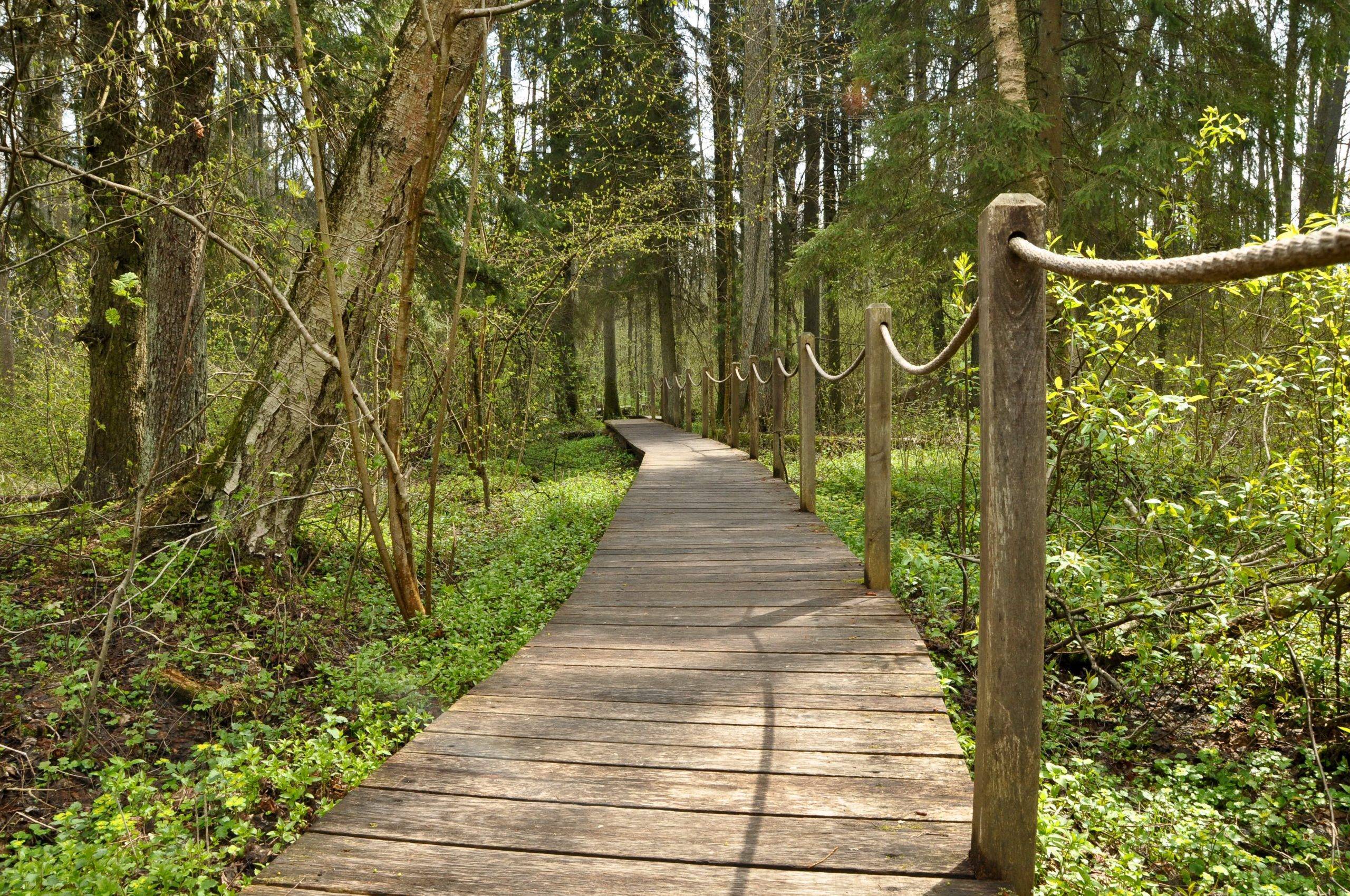 puszcza-bialowieska-kladka-zebra-zubra-28